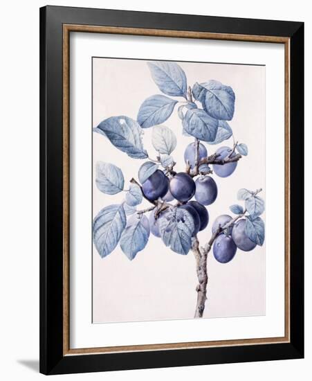 The Branch of a Plum-Tree Bearing Fruit with a Wasp Drinking Water on a Leaf-Pierre-Joseph Redouté-Framed Giclee Print