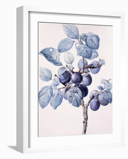 The Branch of a Plum-Tree Bearing Fruit with a Wasp Drinking Water on a Leaf-Pierre-Joseph Redouté-Framed Giclee Print