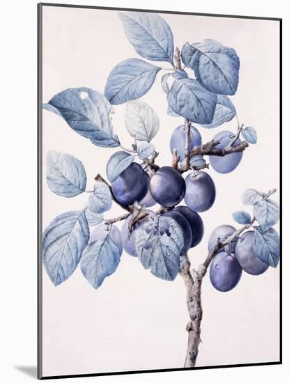 The Branch of a Plum-Tree Bearing Fruit with a Wasp Drinking Water on a Leaf-Pierre-Joseph Redouté-Mounted Giclee Print