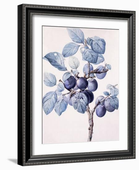 The Branch of a Plum-Tree Bearing Fruit with a Wasp Drinking Water on a Leaf-Pierre-Joseph Redouté-Framed Giclee Print