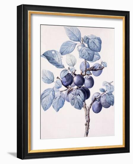 The Branch of a Plum-Tree Bearing Fruit with a Wasp Drinking Water on a Leaf-Pierre-Joseph Redouté-Framed Giclee Print