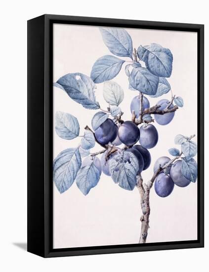 The Branch of a Plum-Tree Bearing Fruit with a Wasp Drinking Water on a Leaf-Pierre-Joseph Redouté-Framed Premier Image Canvas