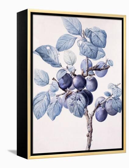 The Branch of a Plum-Tree Bearing Fruit with a Wasp Drinking Water on a Leaf-Pierre-Joseph Redouté-Framed Premier Image Canvas