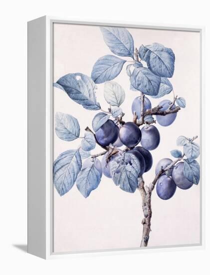 The Branch of a Plum-Tree Bearing Fruit with a Wasp Drinking Water on a Leaf-Pierre-Joseph Redouté-Framed Premier Image Canvas