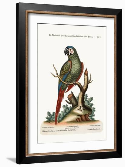 The Brasilian Green Maccaw, 1749-73-George Edwards-Framed Giclee Print