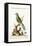 The Brasilian Saw-Billed Roller, 1749-73-George Edwards-Framed Premier Image Canvas