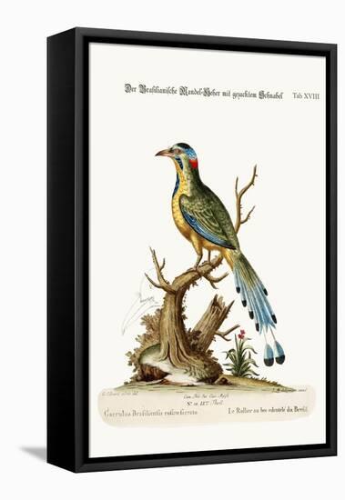 The Brasilian Saw-Billed Roller, 1749-73-George Edwards-Framed Premier Image Canvas