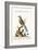 The Brasilian Saw-Billed Roller, 1749-73-George Edwards-Framed Giclee Print