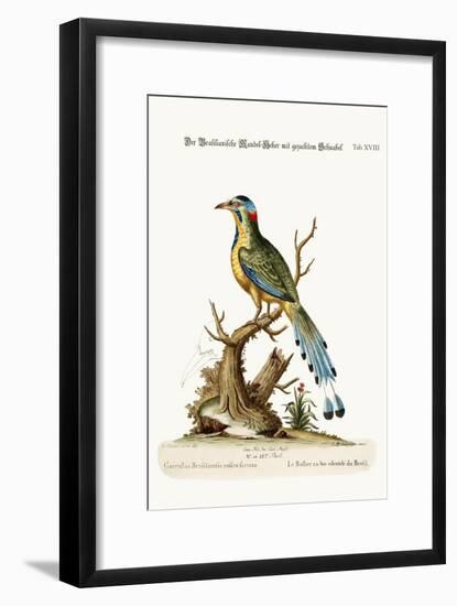 The Brasilian Saw-Billed Roller, 1749-73-George Edwards-Framed Giclee Print