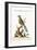 The Brasilian Saw-Billed Roller, 1749-73-George Edwards-Framed Giclee Print