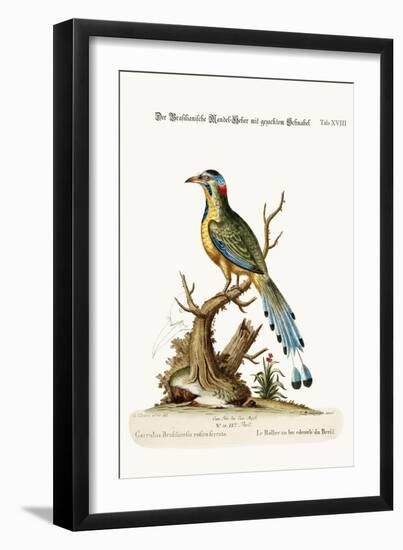 The Brasilian Saw-Billed Roller, 1749-73-George Edwards-Framed Giclee Print