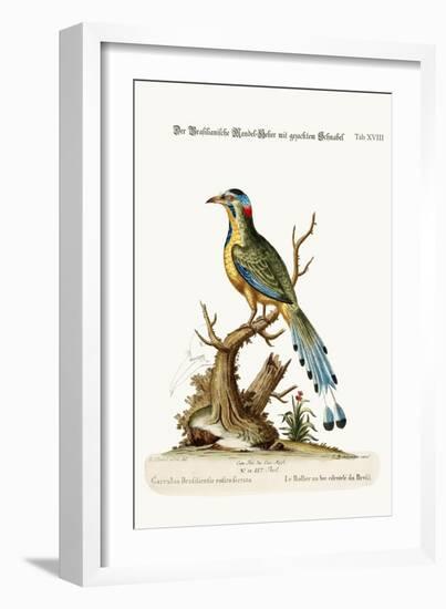 The Brasilian Saw-Billed Roller, 1749-73-George Edwards-Framed Giclee Print