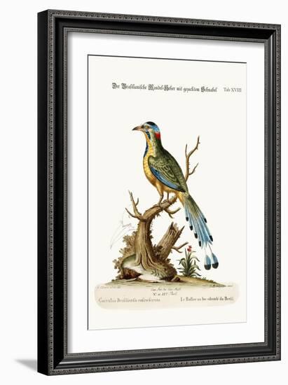 The Brasilian Saw-Billed Roller, 1749-73-George Edwards-Framed Giclee Print