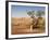 The Breakaways, Painted Desert, Coober Peedy, South Australia, Australia, Pacific-Tony Waltham-Framed Photographic Print