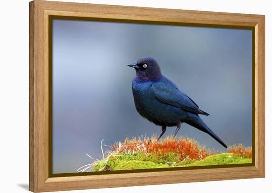 The Brewer's Blackbird, known for its Iridescent Coloring and Breeding Displays-Richard Wright-Framed Premier Image Canvas