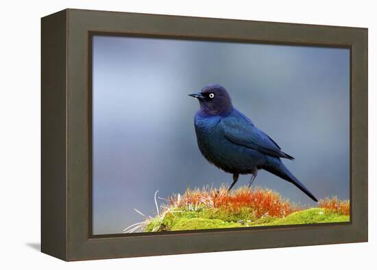 The Brewer's Blackbird, known for its Iridescent Coloring and Breeding Displays-Richard Wright-Framed Premier Image Canvas