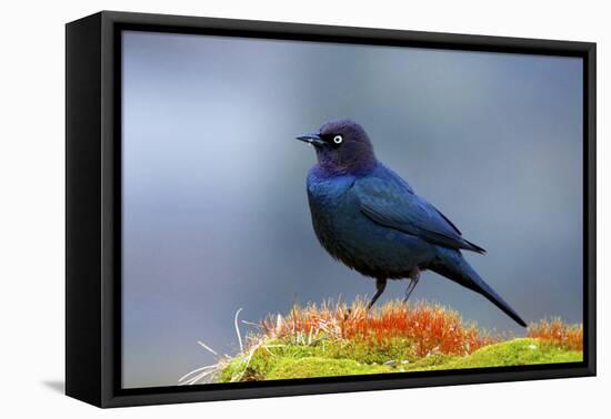 The Brewer's Blackbird, known for its Iridescent Coloring and Breeding Displays-Richard Wright-Framed Premier Image Canvas