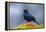 The Brewer's Blackbird, known for its Iridescent Coloring and Breeding Displays-Richard Wright-Framed Premier Image Canvas