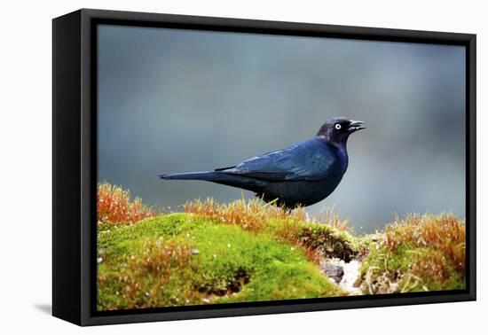 The Brewer's Blackbird, known for its Iridescent Coloring and Breeding Displays-Richard Wright-Framed Premier Image Canvas