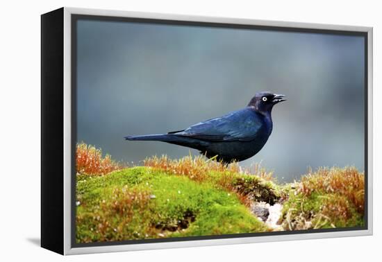 The Brewer's Blackbird, known for its Iridescent Coloring and Breeding Displays-Richard Wright-Framed Premier Image Canvas