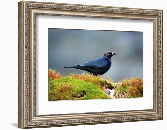 The Brewer's Blackbird, known for its Iridescent Coloring and Breeding Displays-Richard Wright-Framed Photographic Print