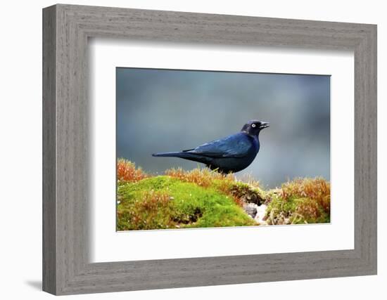 The Brewer's Blackbird, known for its Iridescent Coloring and Breeding Displays-Richard Wright-Framed Photographic Print