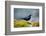 The Brewer's Blackbird, known for its Iridescent Coloring and Breeding Displays-Richard Wright-Framed Photographic Print