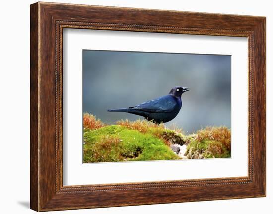 The Brewer's Blackbird, known for its Iridescent Coloring and Breeding Displays-Richard Wright-Framed Photographic Print