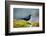 The Brewer's Blackbird, known for its Iridescent Coloring and Breeding Displays-Richard Wright-Framed Photographic Print