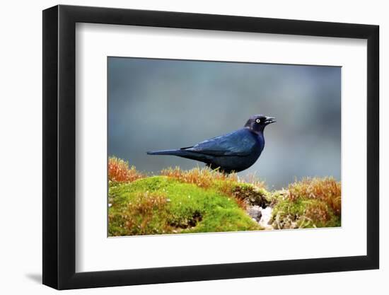 The Brewer's Blackbird, known for its Iridescent Coloring and Breeding Displays-Richard Wright-Framed Photographic Print