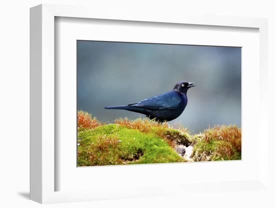 The Brewer's Blackbird, known for its Iridescent Coloring and Breeding Displays-Richard Wright-Framed Photographic Print