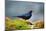 The Brewer's Blackbird, known for its Iridescent Coloring and Breeding Displays-Richard Wright-Mounted Photographic Print