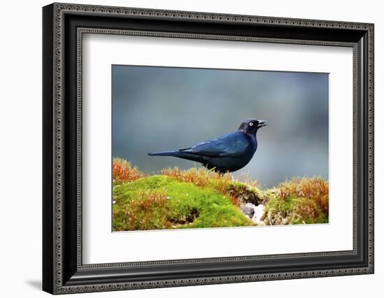 The Brewer's Blackbird, known for its Iridescent Coloring and Breeding Displays-Richard Wright-Framed Photographic Print