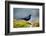 The Brewer's Blackbird, known for its Iridescent Coloring and Breeding Displays-Richard Wright-Framed Photographic Print