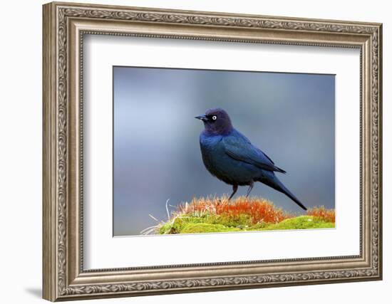 The Brewer's Blackbird, known for its Iridescent Coloring and Breeding Displays-Richard Wright-Framed Photographic Print