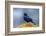 The Brewer's Blackbird, known for its Iridescent Coloring and Breeding Displays-Richard Wright-Framed Photographic Print