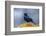 The Brewer's Blackbird, known for its Iridescent Coloring and Breeding Displays-Richard Wright-Framed Photographic Print