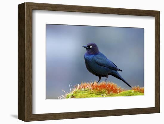 The Brewer's Blackbird, known for its Iridescent Coloring and Breeding Displays-Richard Wright-Framed Photographic Print