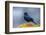 The Brewer's Blackbird, known for its Iridescent Coloring and Breeding Displays-Richard Wright-Framed Photographic Print