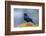 The Brewer's Blackbird, known for its Iridescent Coloring and Breeding Displays-Richard Wright-Framed Photographic Print