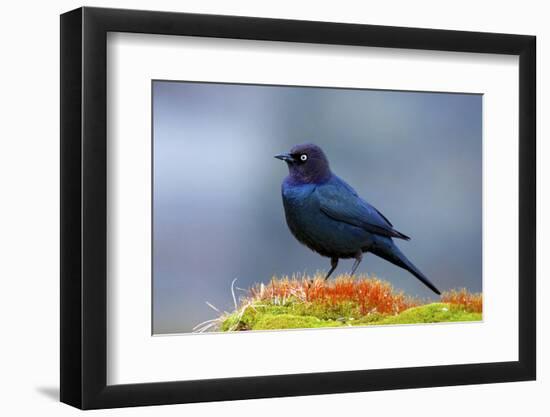 The Brewer's Blackbird, known for its Iridescent Coloring and Breeding Displays-Richard Wright-Framed Photographic Print