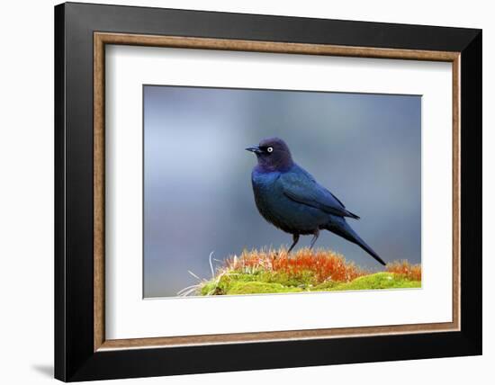 The Brewer's Blackbird, known for its Iridescent Coloring and Breeding Displays-Richard Wright-Framed Photographic Print