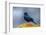 The Brewer's Blackbird, known for its Iridescent Coloring and Breeding Displays-Richard Wright-Framed Photographic Print