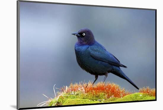 The Brewer's Blackbird, known for its Iridescent Coloring and Breeding Displays-Richard Wright-Mounted Photographic Print