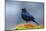 The Brewer's Blackbird, known for its Iridescent Coloring and Breeding Displays-Richard Wright-Mounted Photographic Print