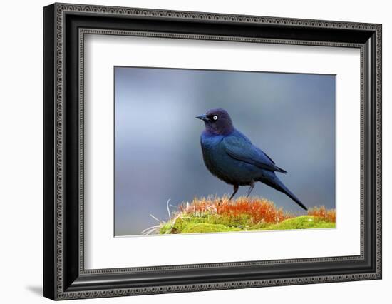 The Brewer's Blackbird, known for its Iridescent Coloring and Breeding Displays-Richard Wright-Framed Photographic Print