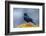 The Brewer's Blackbird, known for its Iridescent Coloring and Breeding Displays-Richard Wright-Framed Photographic Print