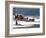 The Brighton Mail on Christmas Day, 1836-Henry Thomas Alken-Framed Giclee Print