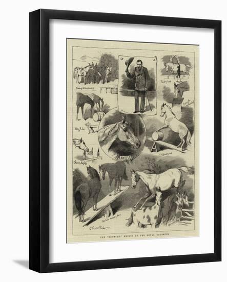 The Broncho Horses at the Royal Aquarium-Charles Burton Barber-Framed Giclee Print