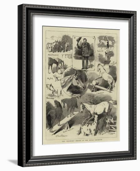 The Broncho Horses at the Royal Aquarium-Charles Burton Barber-Framed Giclee Print